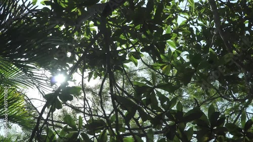 Exotic tropical trees with sun shine at Sugar Loaf Rio de Janeiro, Brazil.