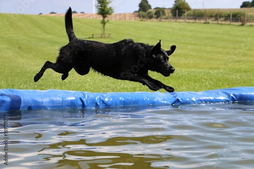 schwarzer labrador retriever macht eine Pool Party im Garten