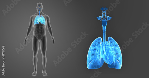 Lungs and Heart zoom with skeleton anterior view