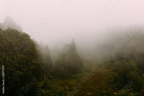 Scenic landscape of forested mountain slope or hill in low lying cloud with trees in mist or fog