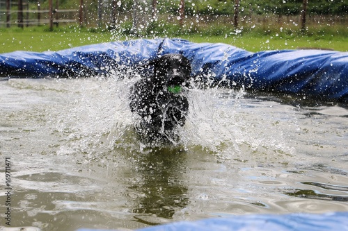 schwarzer Labrador retriever macht eine Poolparty im Garten