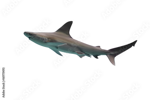 Shark isolated on white background