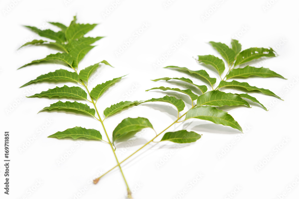 Azadirachta indica, Properties, Leaves and seeds of neem contain  Azadirastine. (Azadirachtin), which is an insecticide. In oil seeds are  called margosa oil, used as dyes and parasites in pets. Stock Photo
