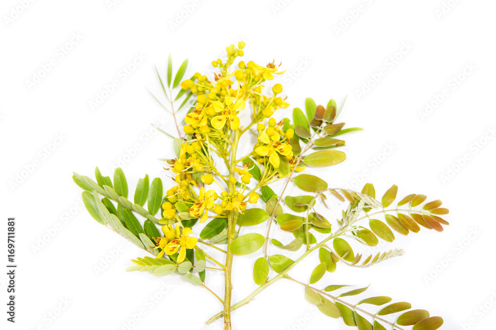 Senna siamea, Properties used to solve constipation, insomnia. Used to clean the hair. I moisturize shine, no dandruff, appetite, nourish bile and nourish blood. Senna siamea, Properties used to solve constipation, insomnia. Used to clean the hair. I moisturize shine, no dandruff, appetite, nourish bile and nourish blood.