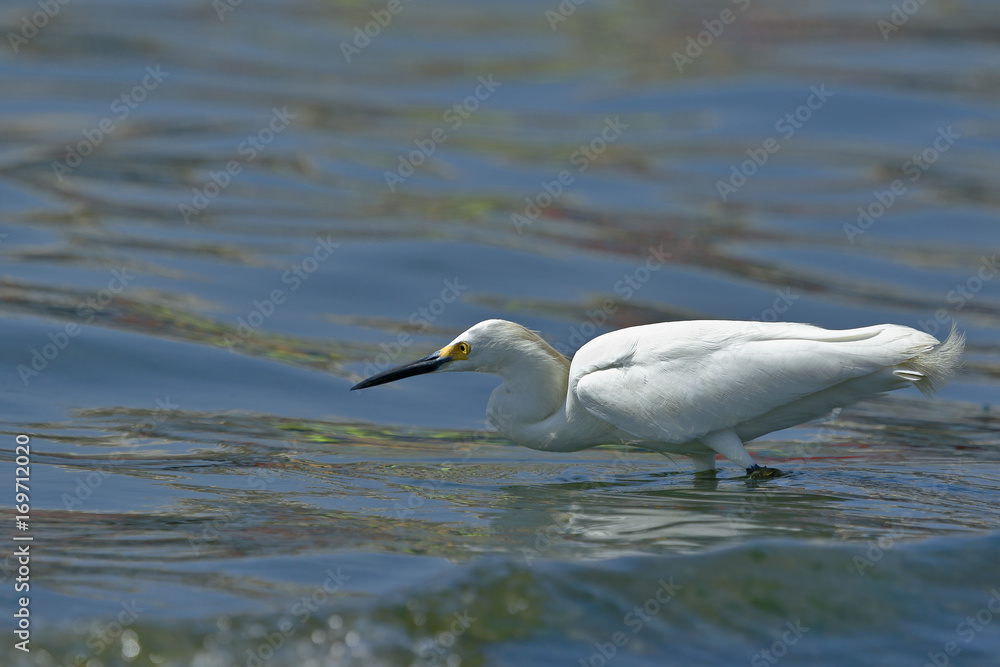 Garceta nívea (Egretta thula) Garceta nívea (Egretta thula)