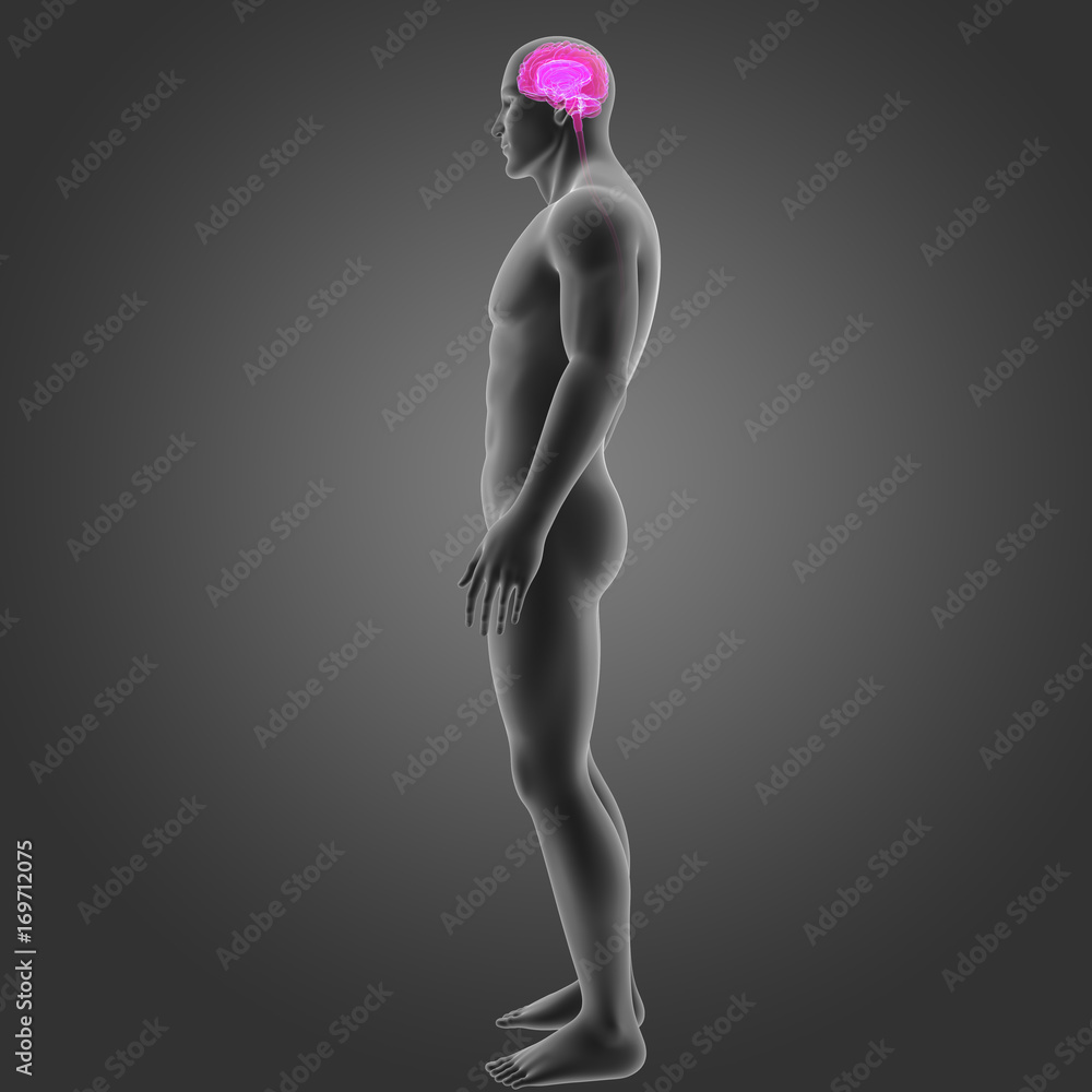 Naklejka premium Brain with body lateral view