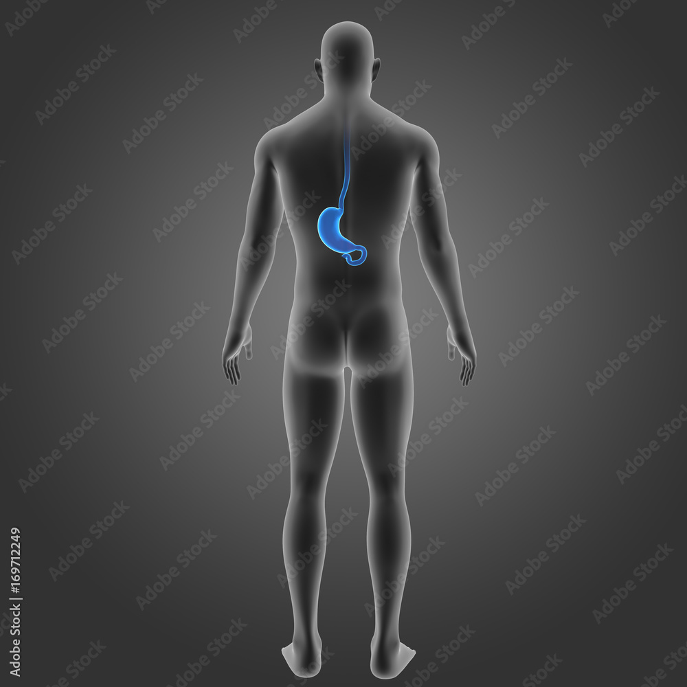 Stomach with body posterior view Stomach with body posterior view