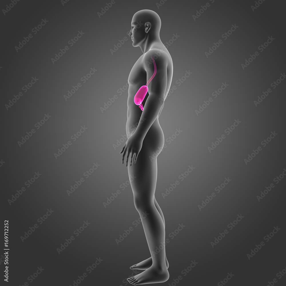 Naklejka premium Stomach with body lateral view