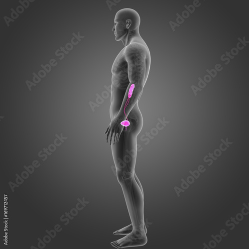 Urinary system with skeleton lateral view