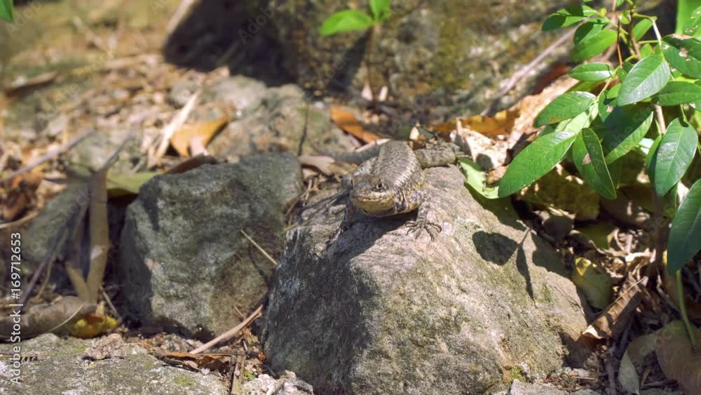 Lizard at Sugar Loaf Mountain. Rio de Janeiro Brazil.