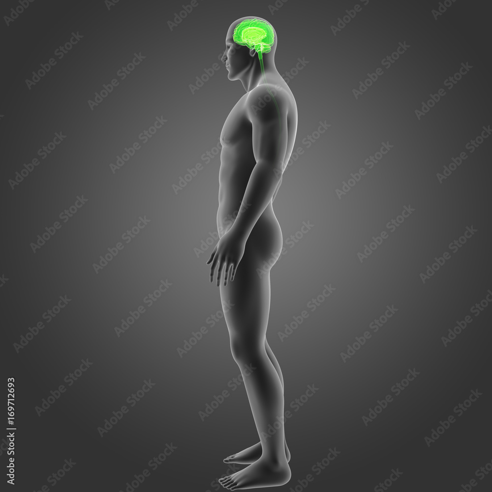 Naklejka premium Brain with body lateral view