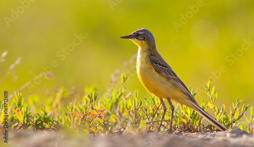  Blue-headed Wagtail,