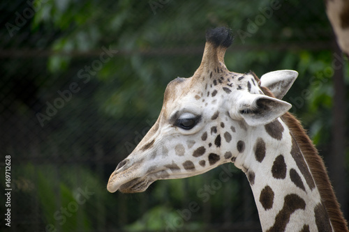 giraffe baby © Snehasis