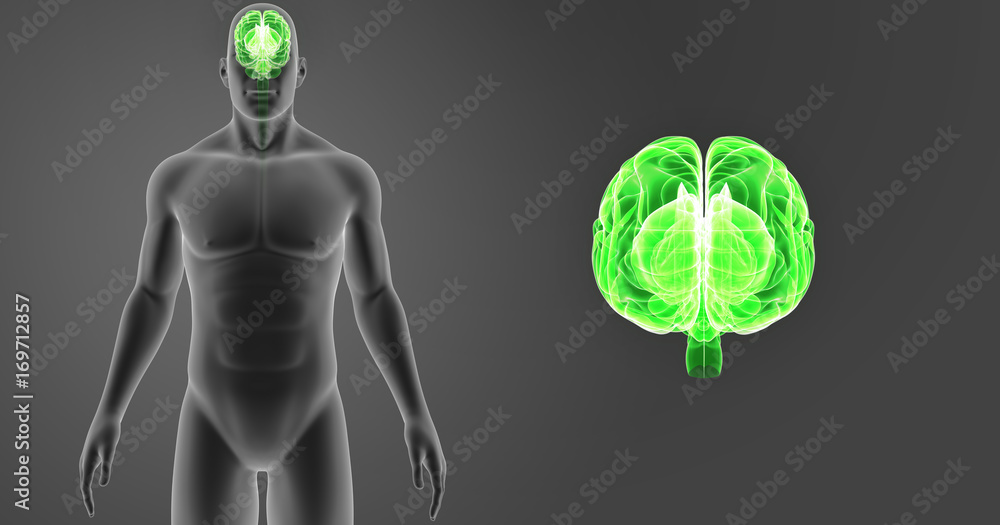 Brain zoom with body anterior view Brain zoom with body anterior view