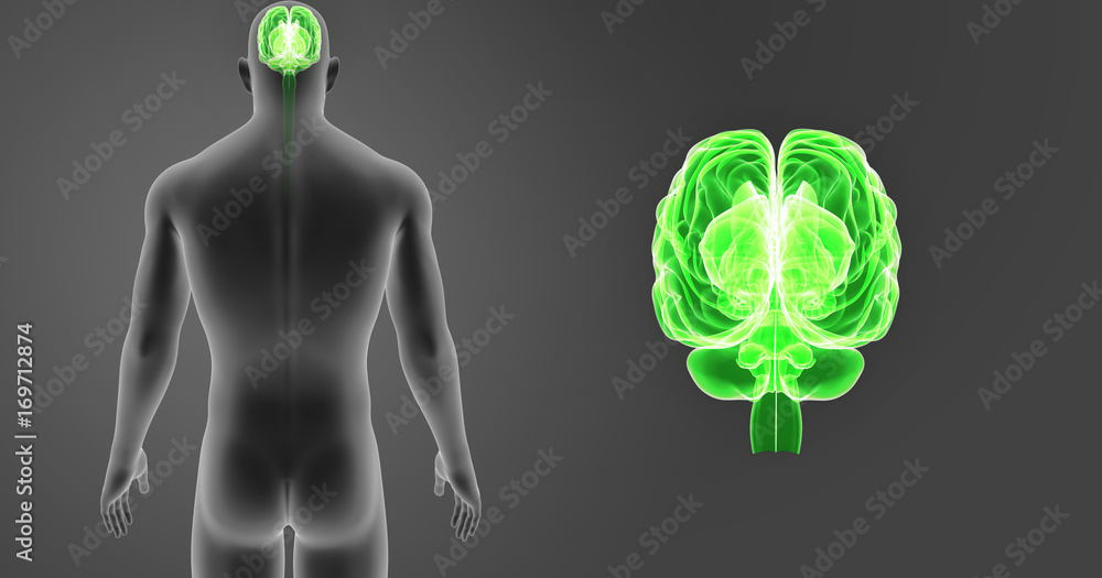 Brain zoom with body posterior view Brain zoom with body posterior view