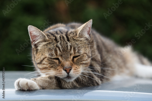 cat on the roof of the car 