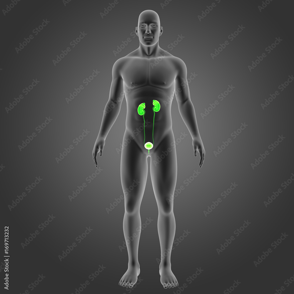 Urinary system with body anterior view Urinary system with body anterior view