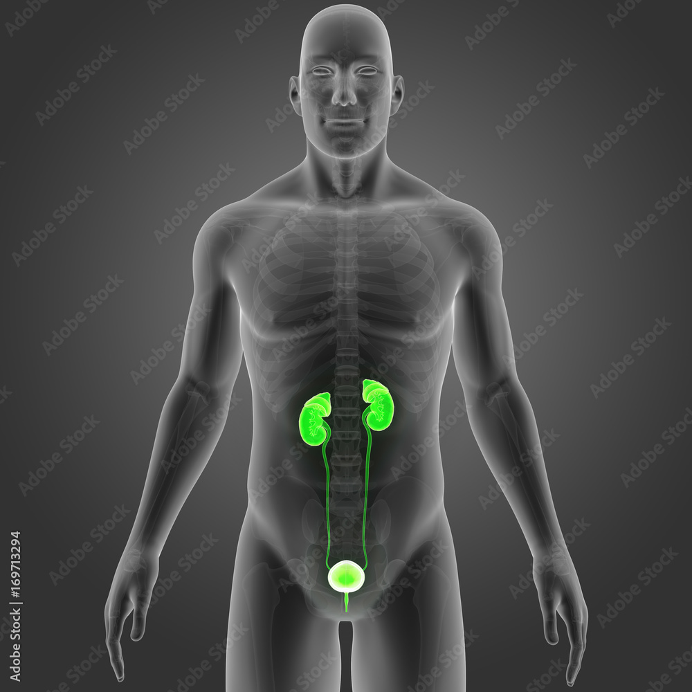 Urinary system with skeleton anterior view Urinary system with skeleton anterior view