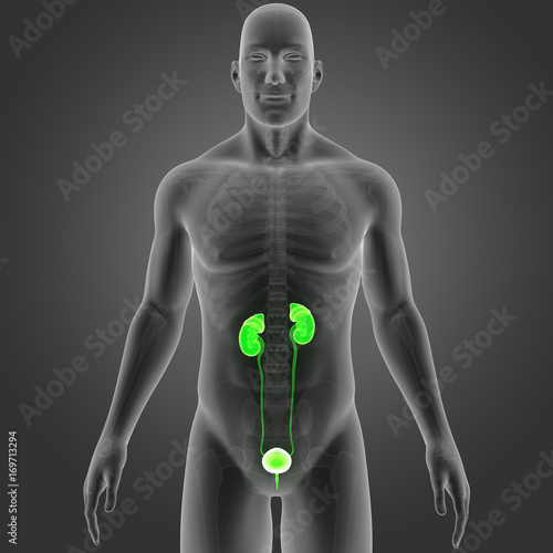 Urinary system with skeleton anterior view