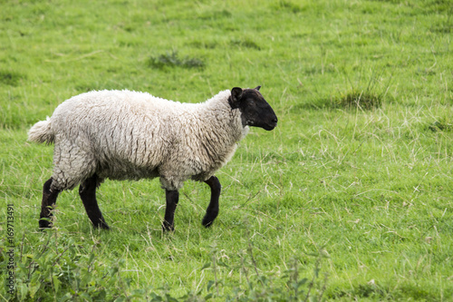 Single wooly sheep in a field