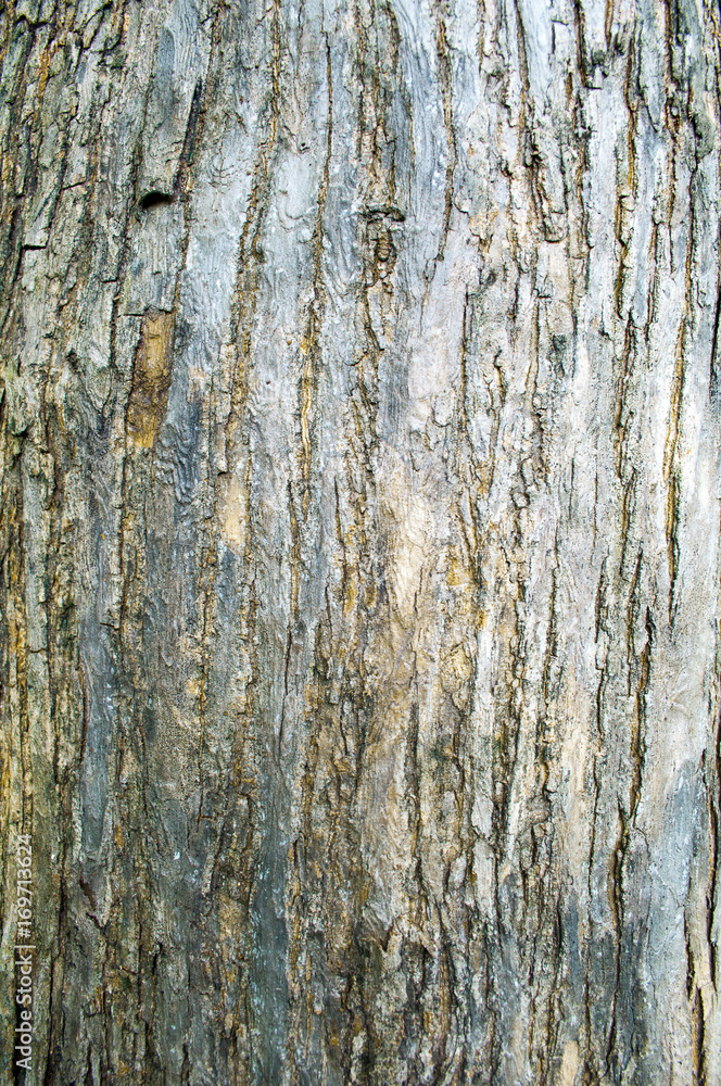 Tree bark pattern from nature texture