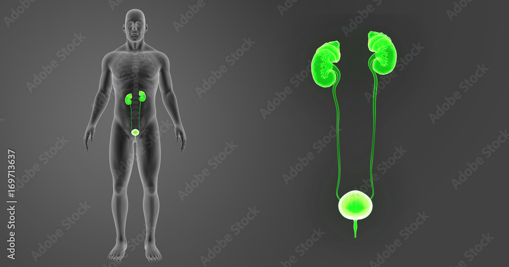 Urinary system zoom with skeleton anterior view Urinary system zoom with skeleton anterior view