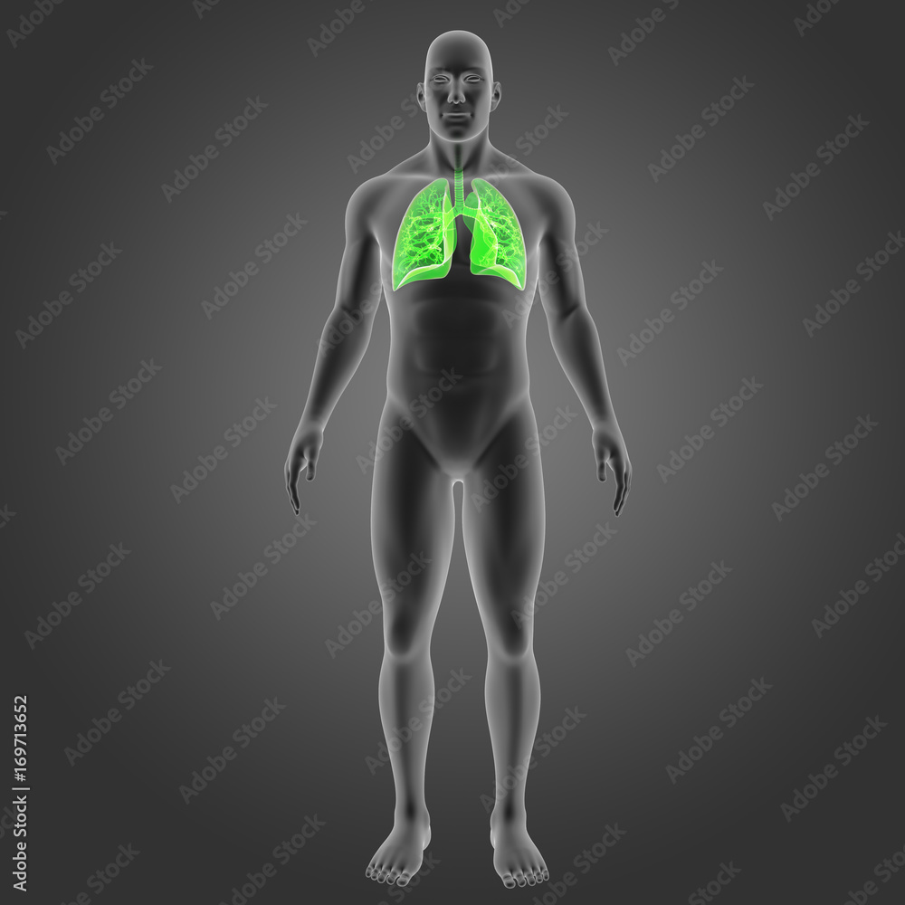 Lungs with body anterior view Lungs with body anterior view