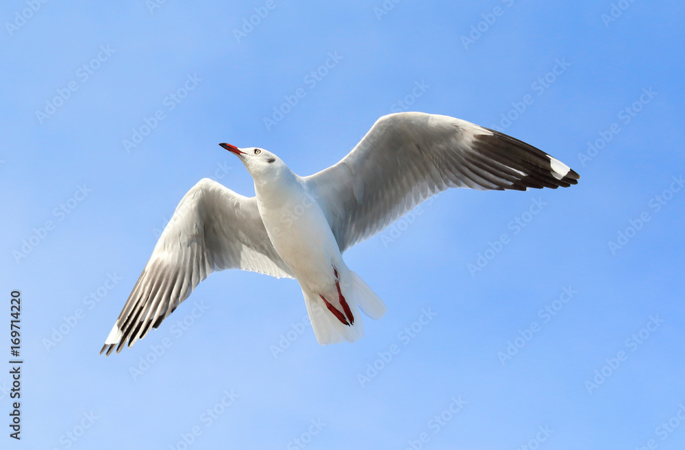 seagull flying in the blue sky. seagull flying in the blue sky.
