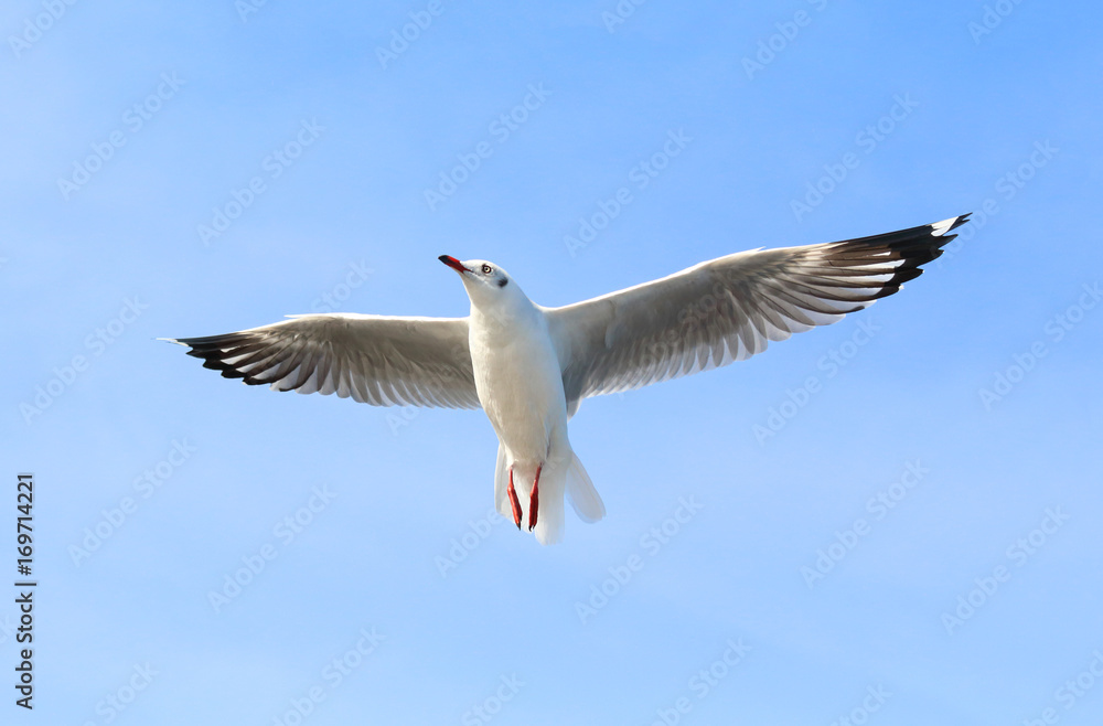 seagull flying in the blue sky. seagull flying in the blue sky.