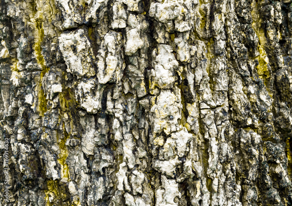 Fototapeta premium tree pattern front end textured are beautiful