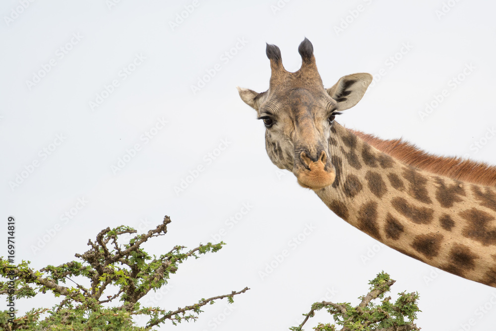 Obraz premium Giraffe schaut seitlich ins Bild