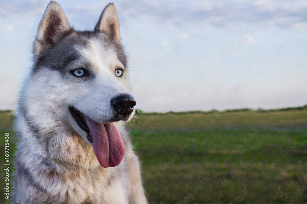 Husky portrait Husky portrait