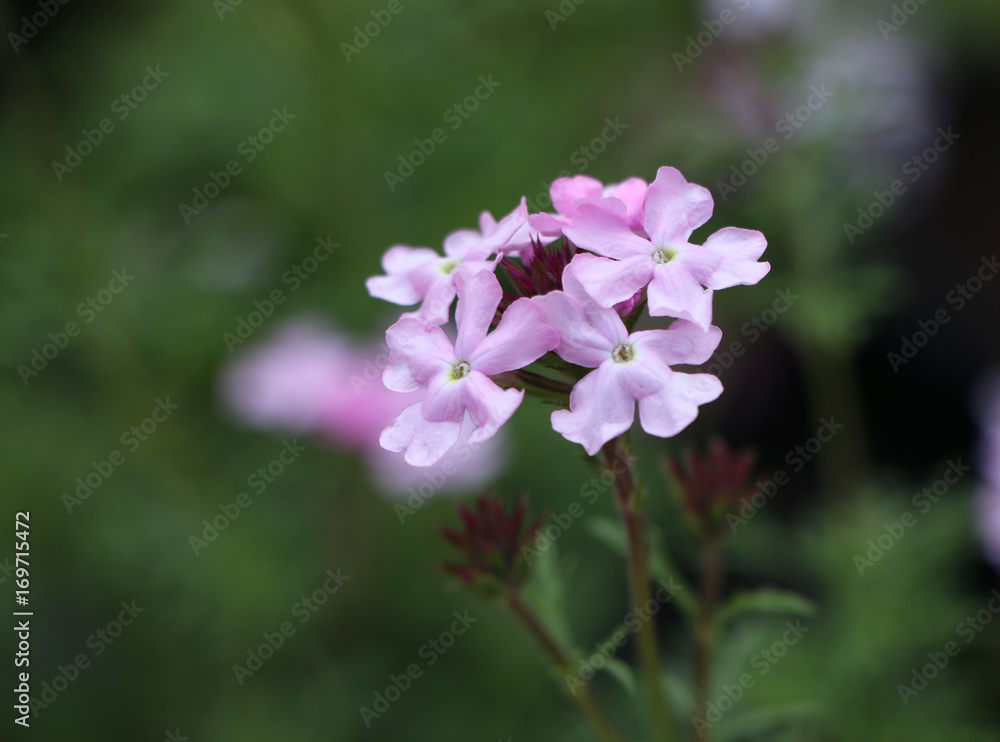 pink flower on blurry background 
