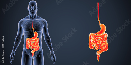Stomach and intestine zoom with skeleton anterior view