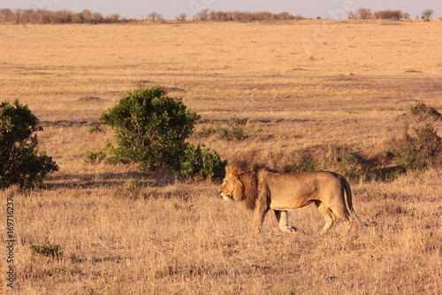 Photography Tanzanian Wildlife