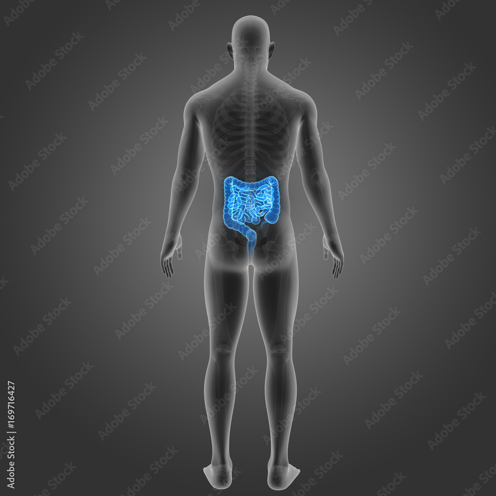 Intestine with skeleton posterior view Intestine with skeleton posterior view