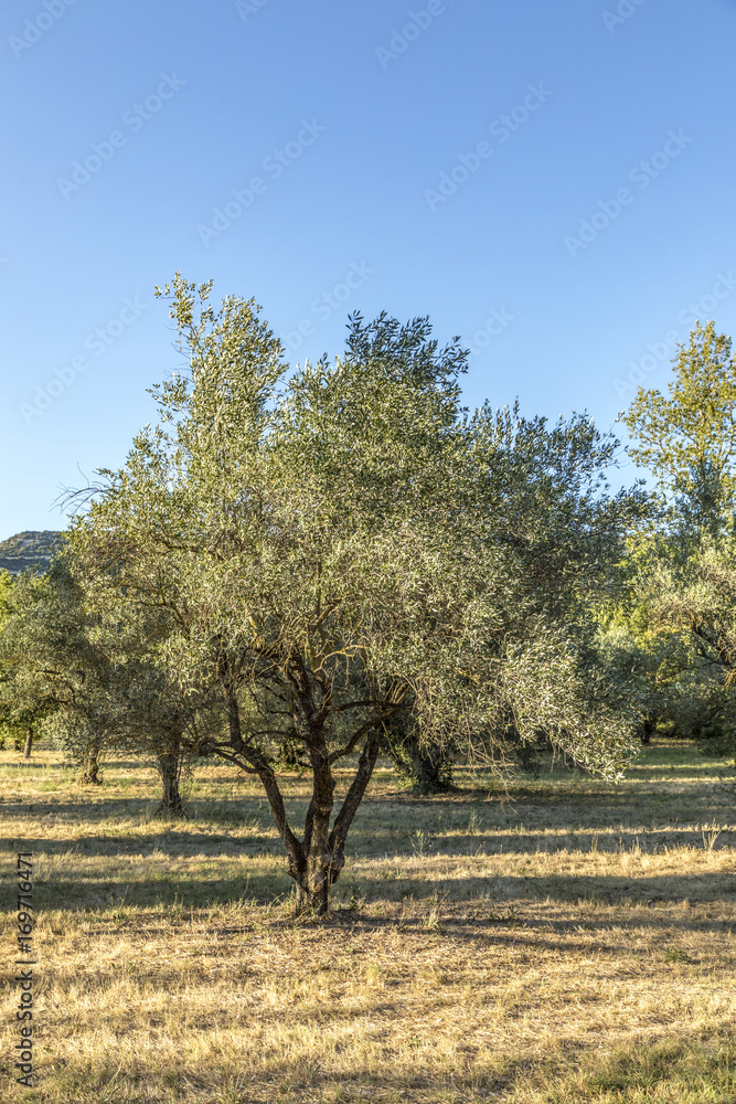scenic olive trees in the park near Lourmarin, Provence, France scenic olive trees in the park near Lourmarin, Provence, France