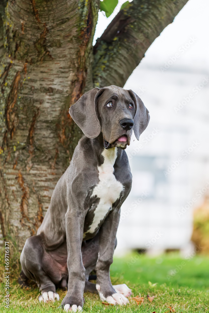 Great Dane puppy sits in front of a tree