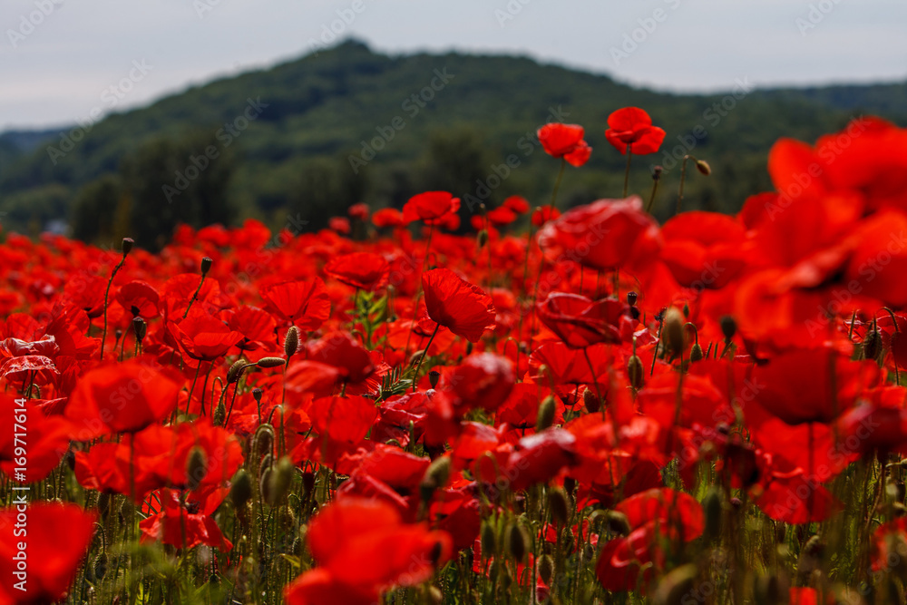 Obraz premium Poppy field near Uzhgorod, Transcarpathia, Ukraine