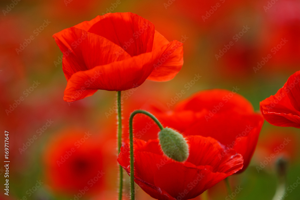 Obraz premium Poppy field near Uzhgorod, Transcarpathia, Ukraine
