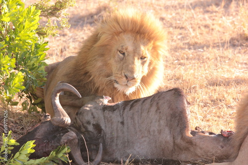 Fototapeta Naklejka Na Ścianę i Meble -  Tanzanian Wildlife