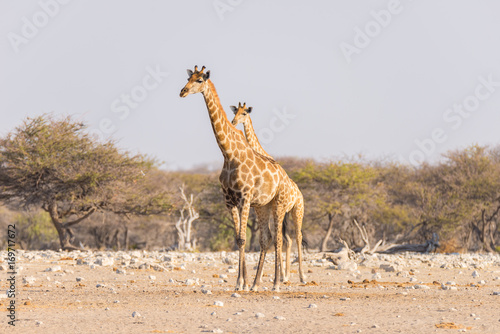 Giraffe walking in the bush on the desert pan. Wildlife Safari in the Etosha National Park, the main travel destination in Namibia, Africa. Profile view.