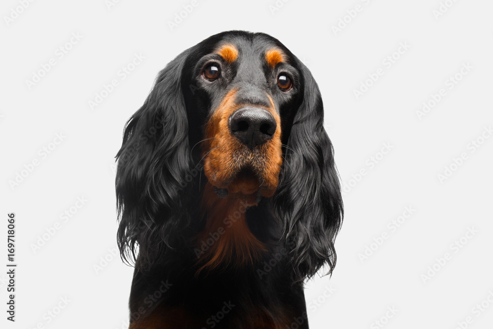 Portrait of English Setter Dog Isolated on White Background Portrait of English Setter Dog Isolated on White Background