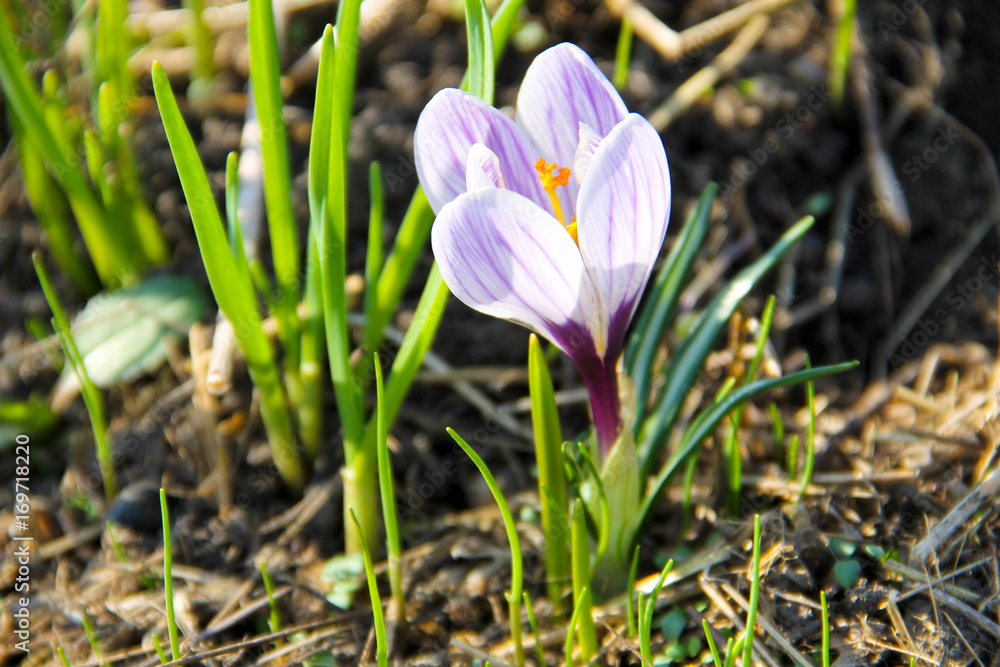 Purple crocus on spring Purple crocus on spring