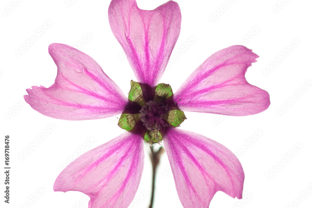 Fototapeta premium isolated pink flower, separated petals. white background, closeup, studio shot