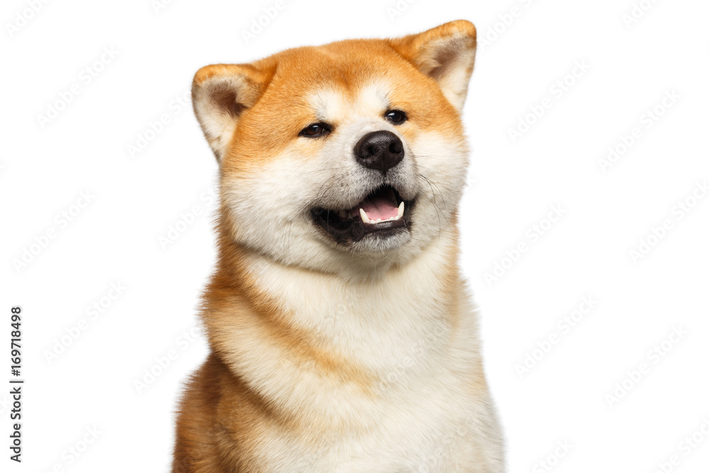 Funny Portrait of Akita inu Japanese breed of Dog, Looks Cute on isolated white background, front view