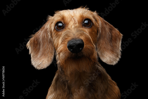 Portrait if Wirehaired Brown Dachshund Dog Curious Stare in Camera Isolated on Black Background, Front view