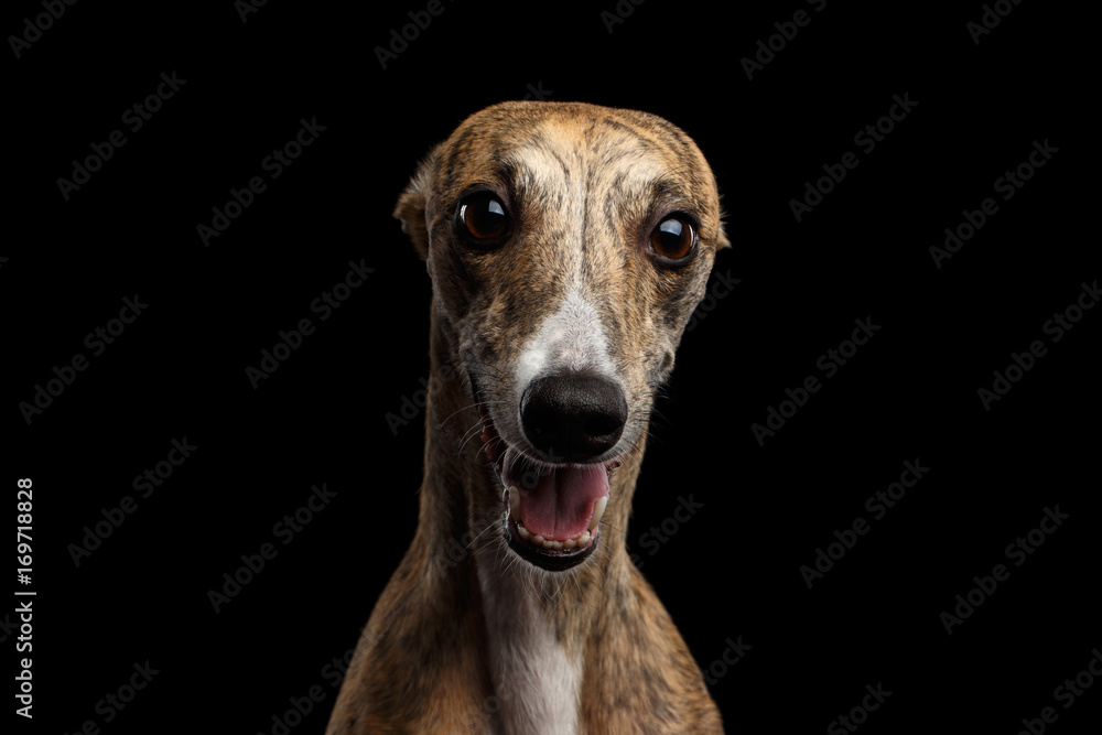 Funny Portrait of Whippet Dog Curious Stare in Camera on Isolated Black Background Funny Portrait of Whippet Dog Curious Stare in Camera on Isolated Black Background