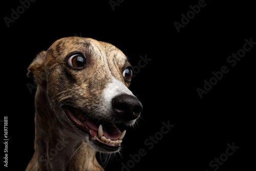 Foto Funny Portrait of Whippet Dog on Isolated Black Background