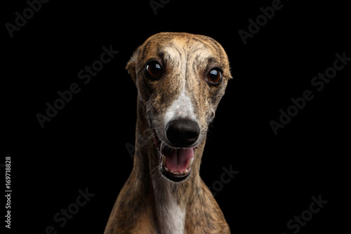 Canvas Print Funny Portrait of Whippet Dog Curious Stare in Camera on Isolated Black Backgrou